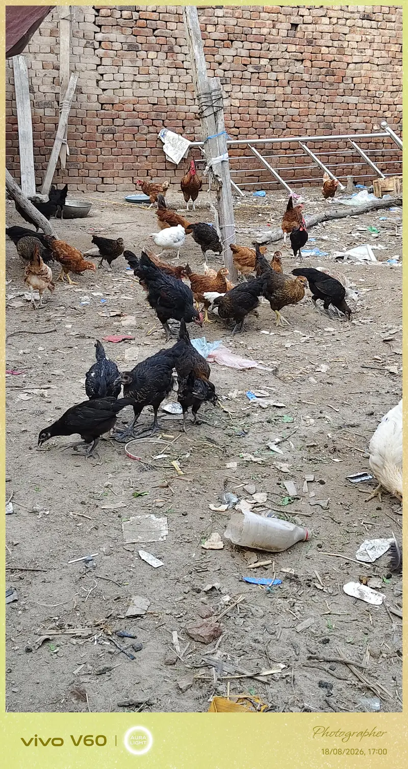 golden msri mugyaan 1050 pr  in farooqabad Sacha suda 03034663731 — photo 6