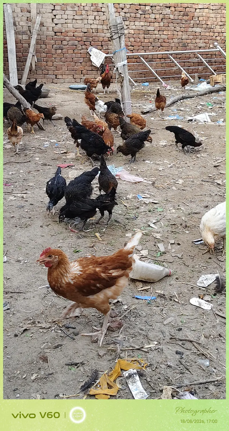 golden msri mugyaan 1050 pr  in farooqabad Sacha suda 03034663731 — photo 7