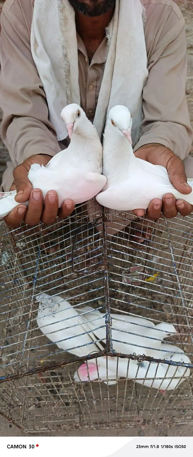 peir jora hai bird krta