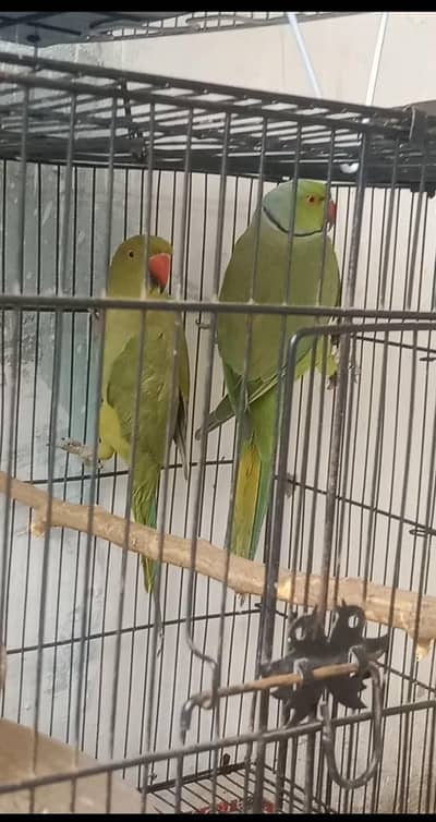 Ringneck breader pair