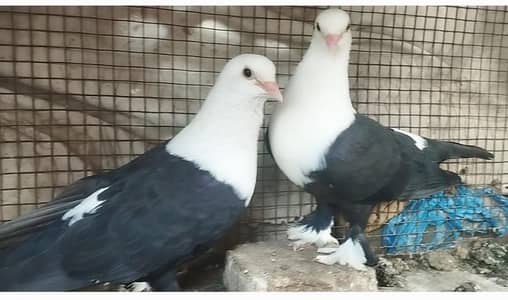Karbalai pair 03007346005