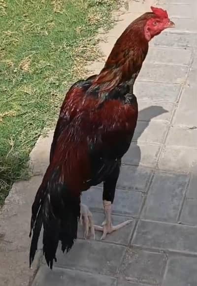 Sindhi aseel murga