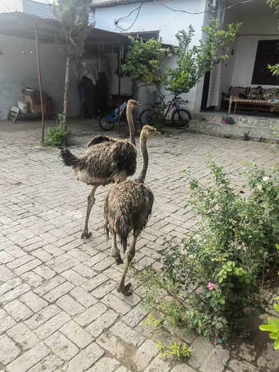 Super Healthy 5-Month-Old Female Ostrich for Sale in Mardan