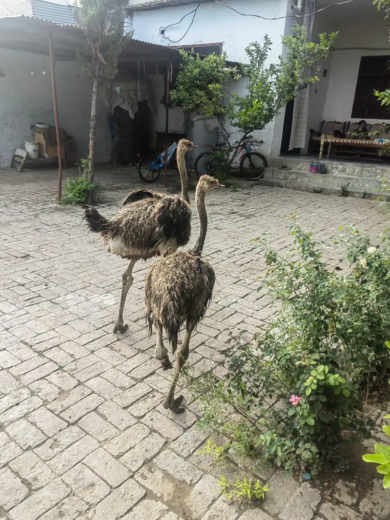 Super Healthy 5-Month-Old Female Ostrich for Sale in Mardan