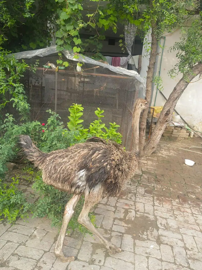 Super Healthy 5-Month-Old Female Ostrich for Sale in Mardan — photo 2