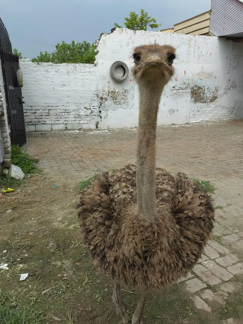 Super Healthy 5-Month-Old Female Ostrich for Sale in Mardan — photo 3