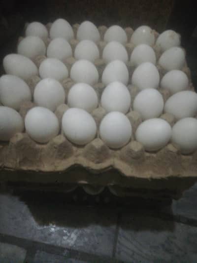 eggs for sale