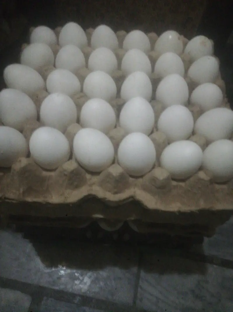 eggs for sale
