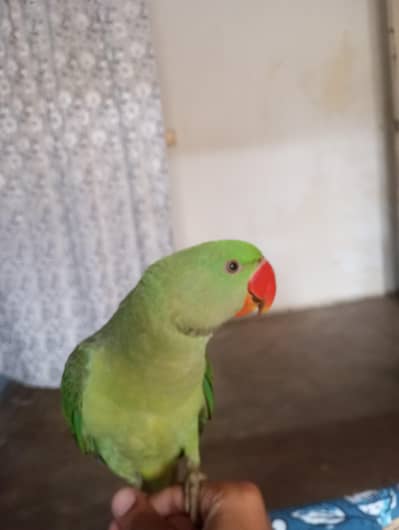 raw parrot for sale