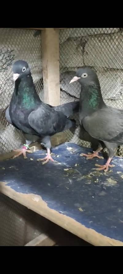 black teddy breeder pair