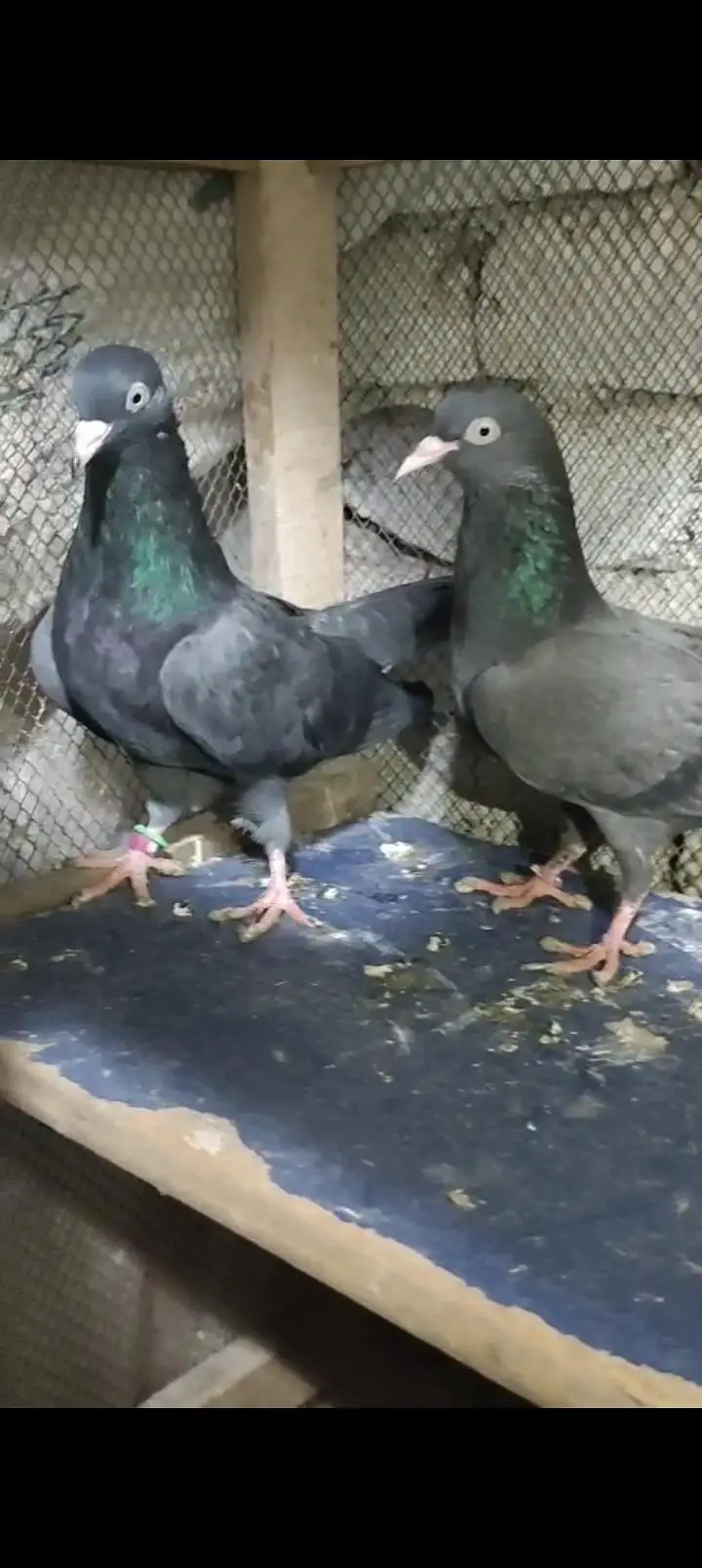 black teddy breeder pair