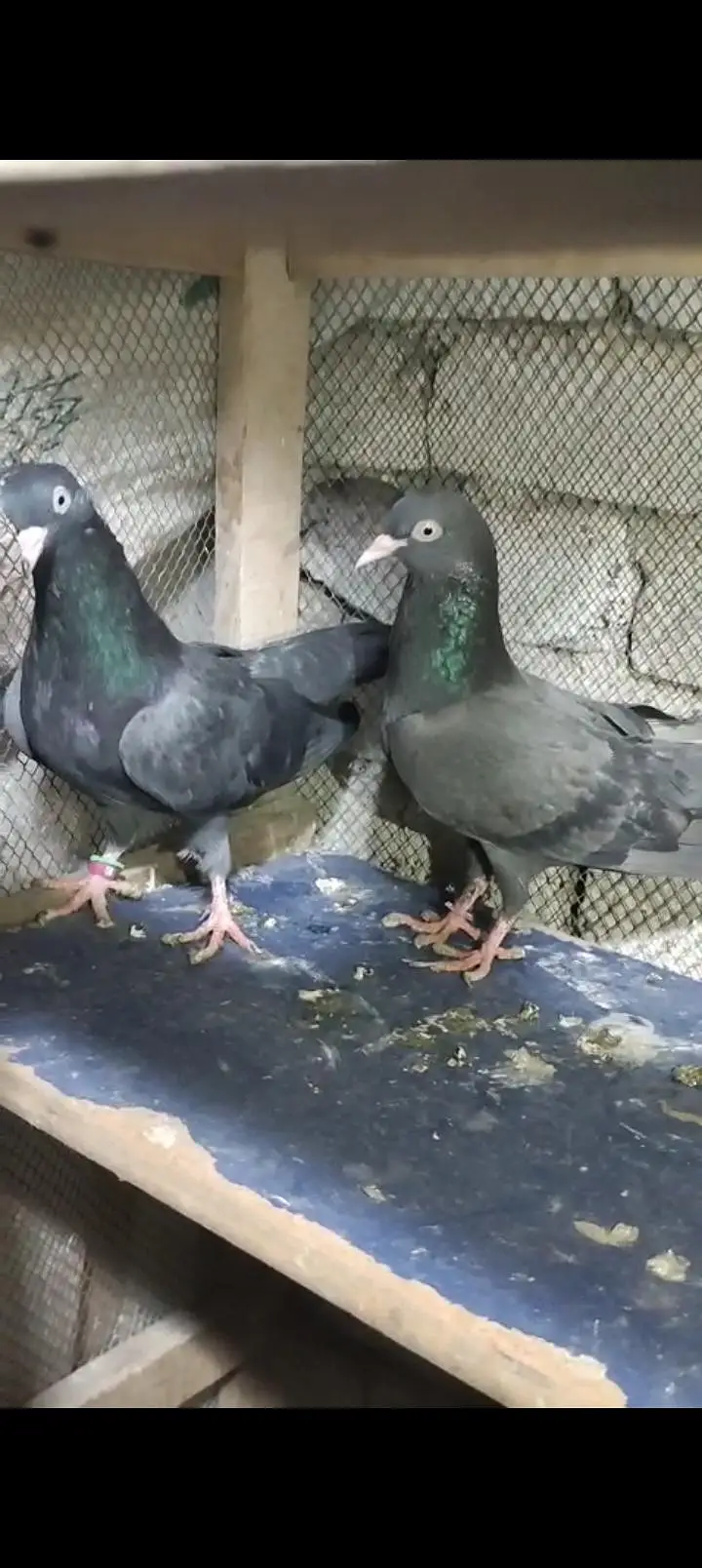 black teddy breeder pair — photo 2