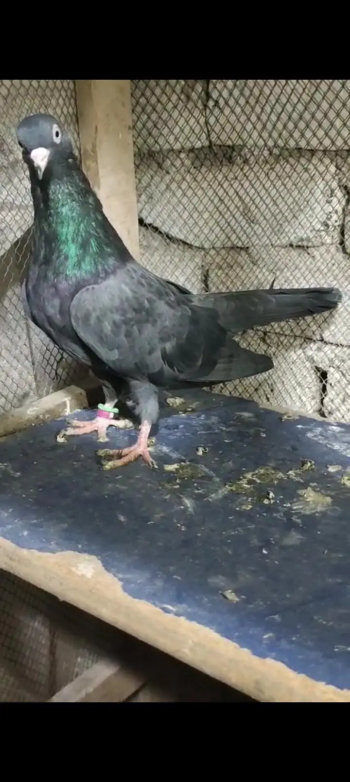 black teddy breeder pair — photo 3
