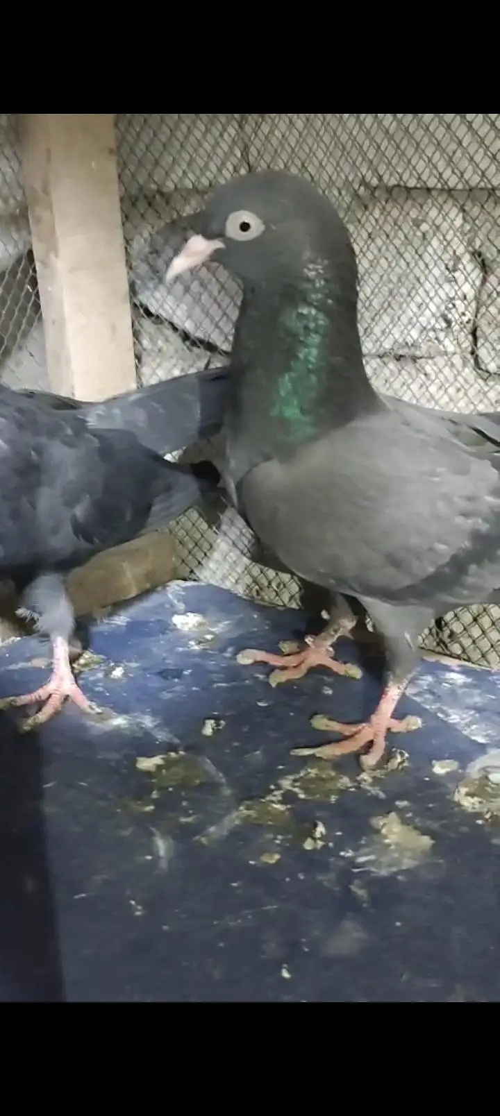 black teddy breeder pair — photo 6