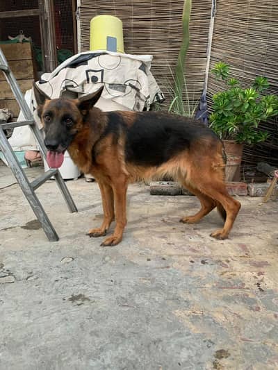 german shepherd mobile number 03264651584