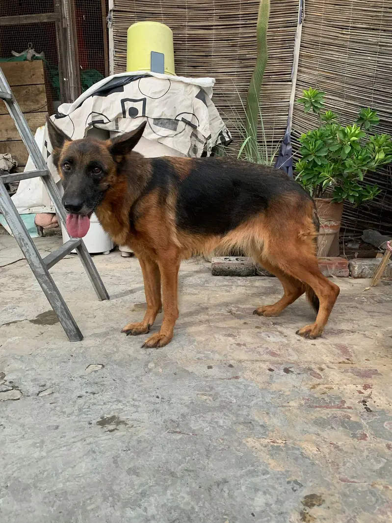 german shepherd mobile number 03264651584