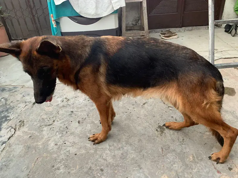 german shepherd mobile number 03264651584 — photo 2