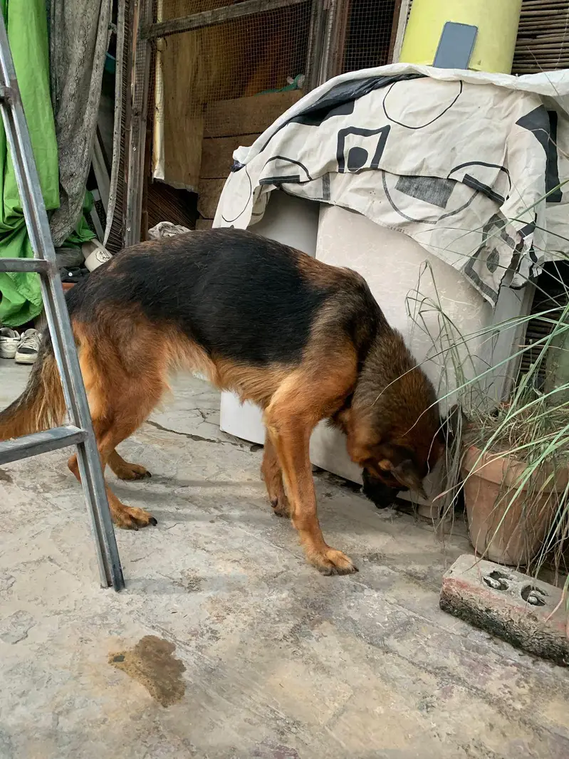 german shepherd mobile number 03264651584 — photo 3