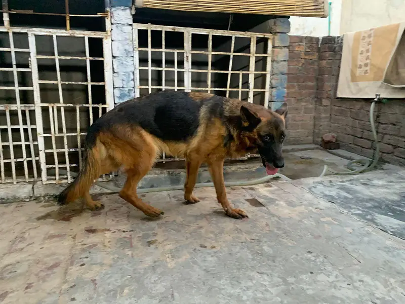 german shepherd mobile number 03264651584 — photo 4