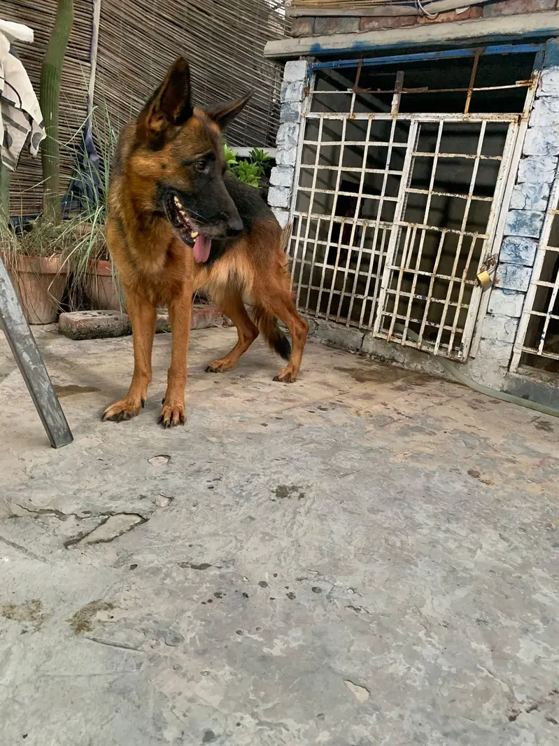 german shepherd mobile number 03264651584 — photo 5