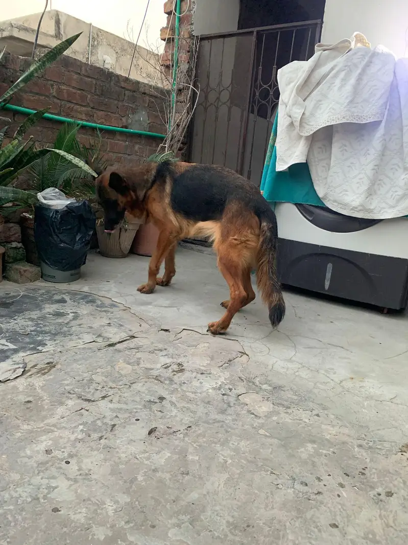 german shepherd mobile number 03264651584 — photo 6