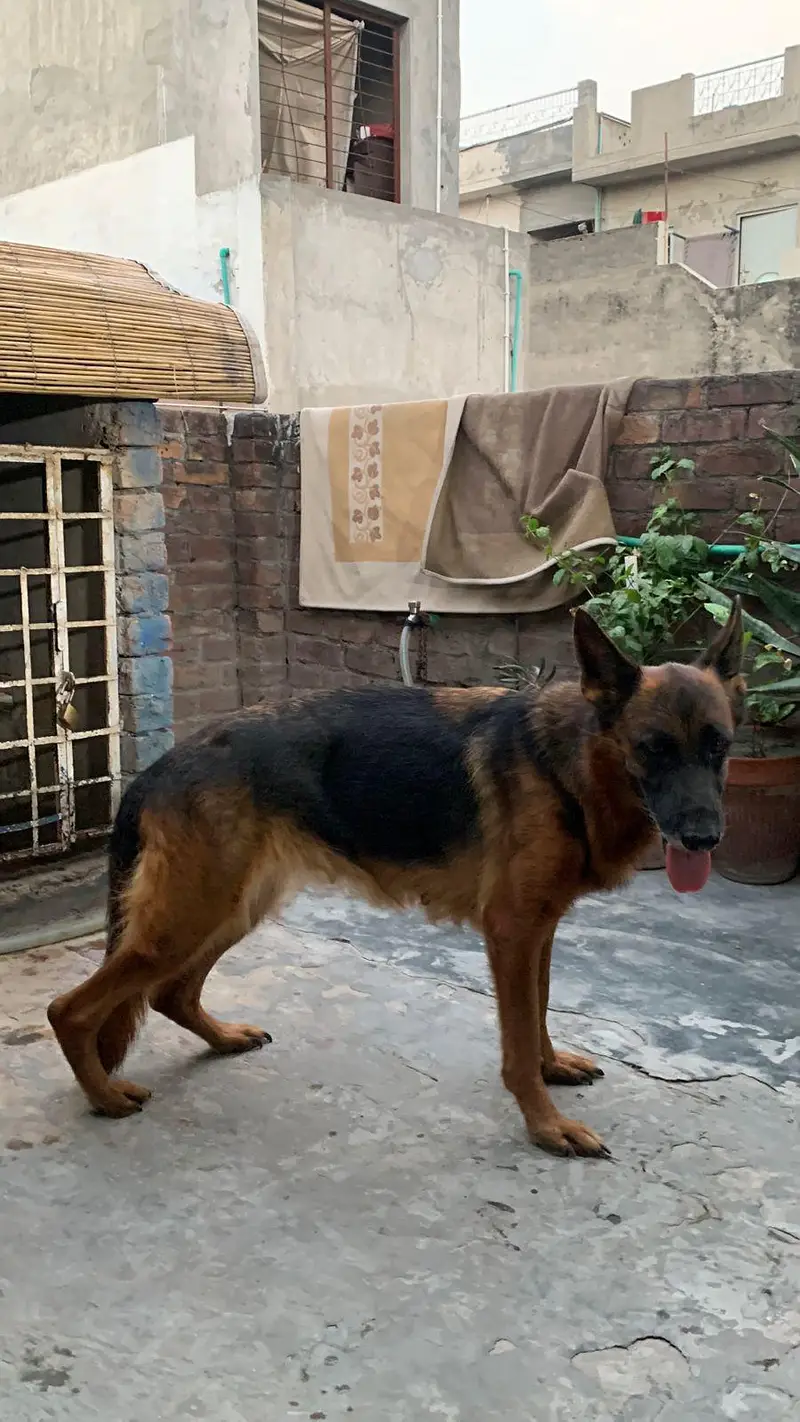 german shepherd mobile number 03264651584 — photo 7