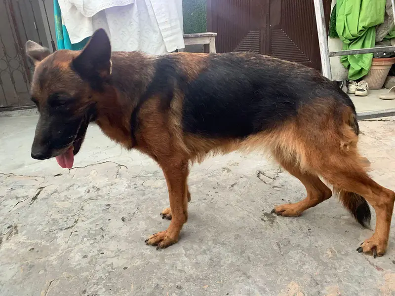 german shepherd mobile number 03264651584 — photo 8