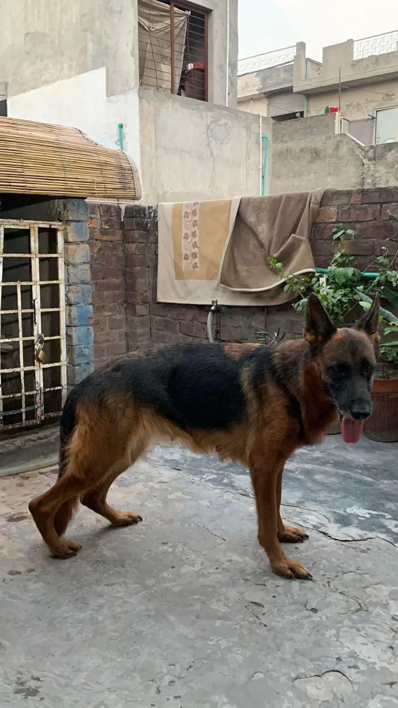 german shepherd mobile number 03264651584 — photo 9