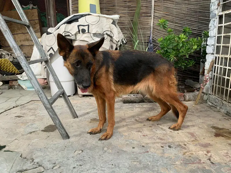 german shepherd mobile number 03264651584 — photo 10