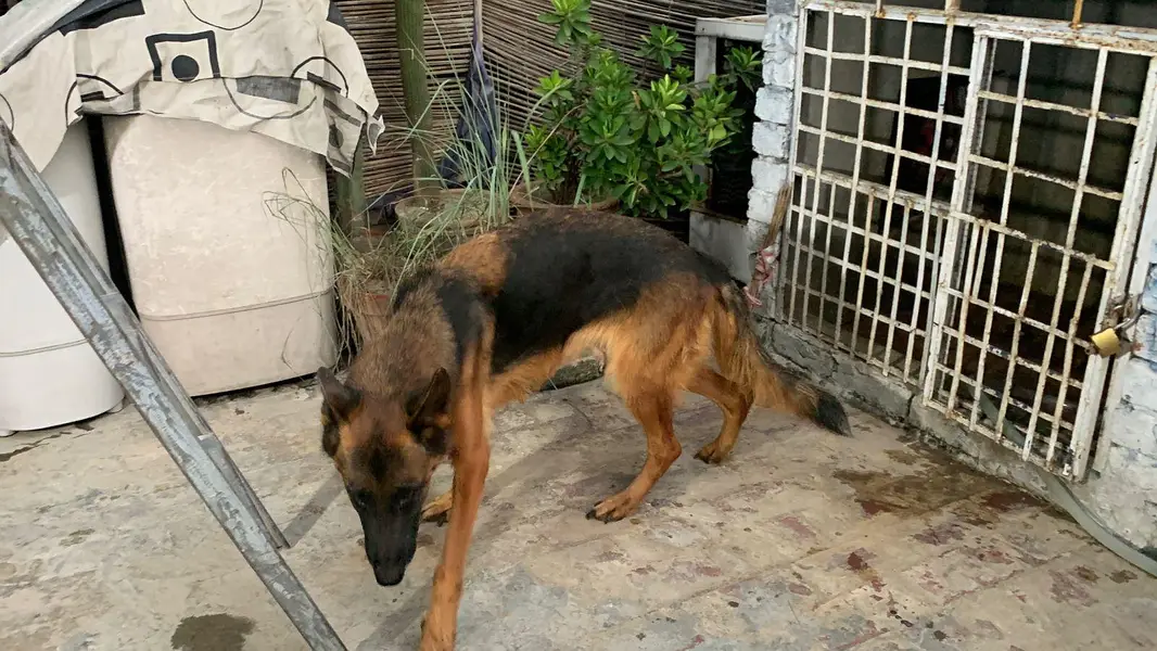 german shepherd mobile number 03264651584 — photo 11