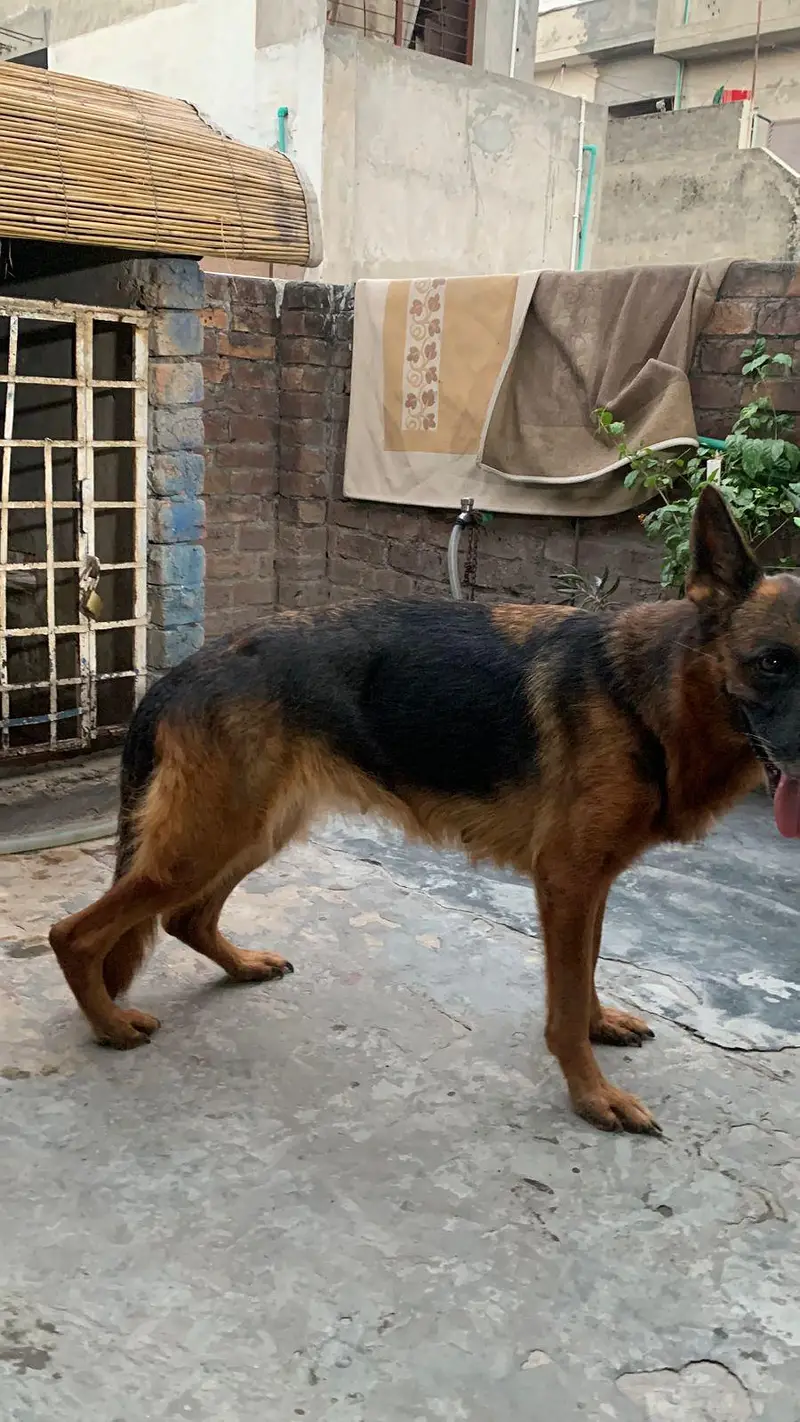 german shepherd mobile number 03264651584 — photo 12