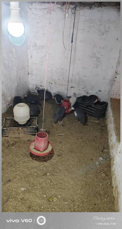 chokor 4 male 12 female total 16 peice price per peice2000 03034663731