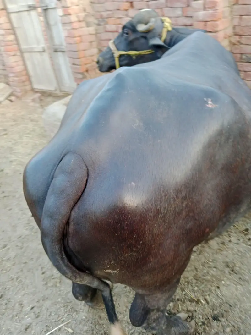 buffalos for sail phla sua 0301-7622017 — photo 2