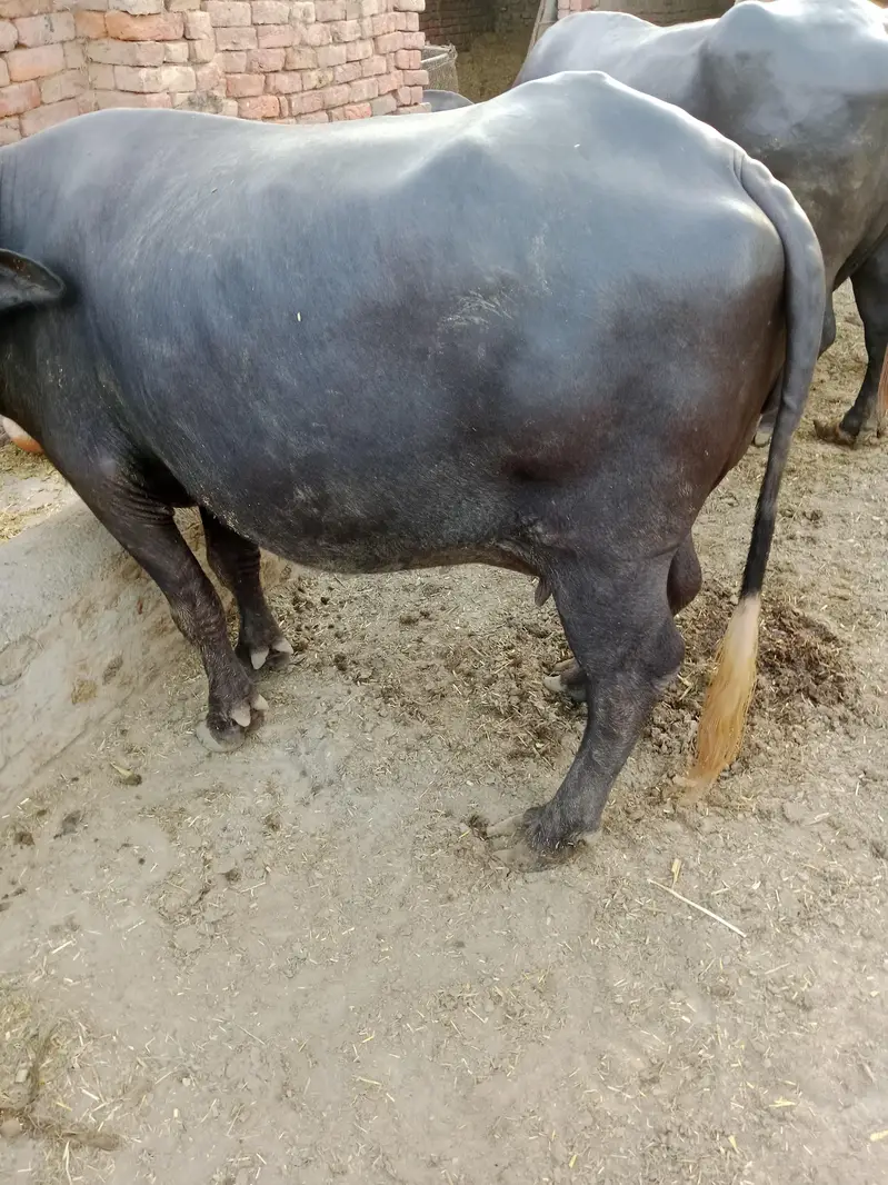 buffalos for sail phla sua 0301-7622017 — photo 7