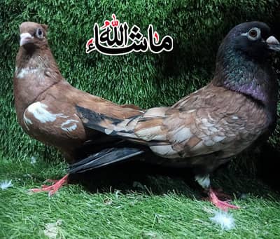 polish breder Male and Crushed Female pair Top Quality Pair For Sale