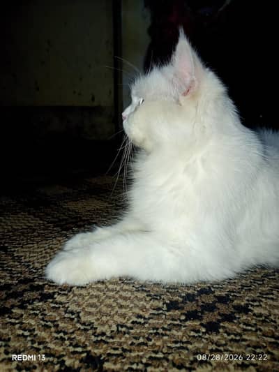 Persian Cat 