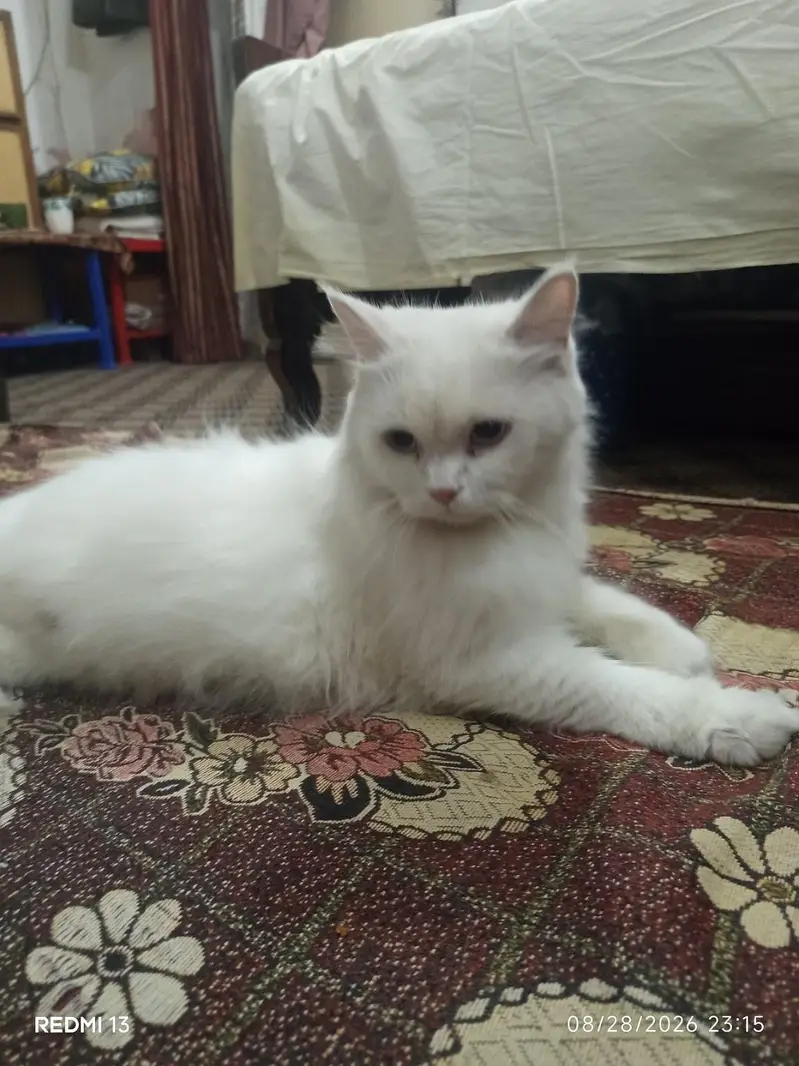 Persian Cat  — photo 2
