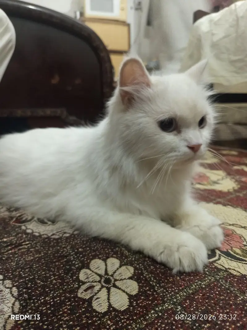Persian Cat  — photo 3