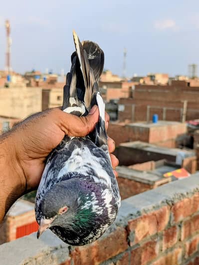 dub waly Kabutar kabootar high flying pegion for sale
