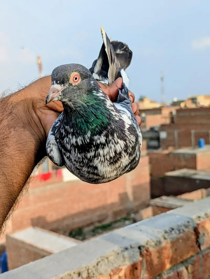 dub waly Kabutar kabootar high flying pegion for sale — photo 3