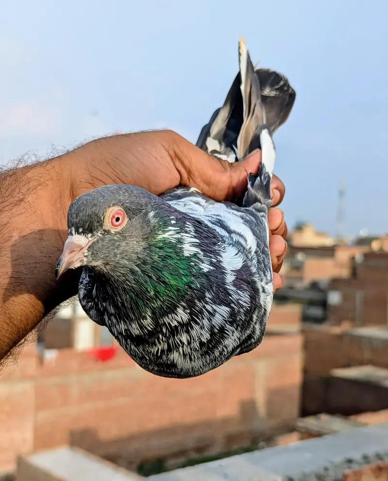 dub waly Kabutar kabootar high flying pegion for sale — photo 4