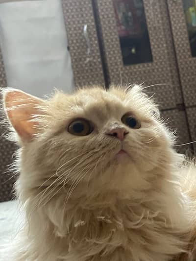 Persian kitten
