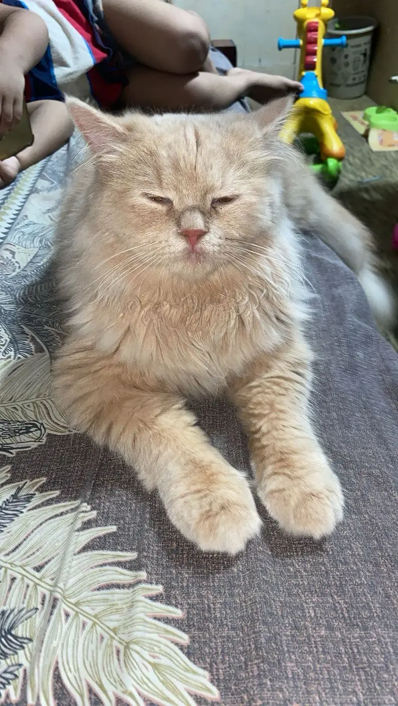 Persian kitten — photo 3