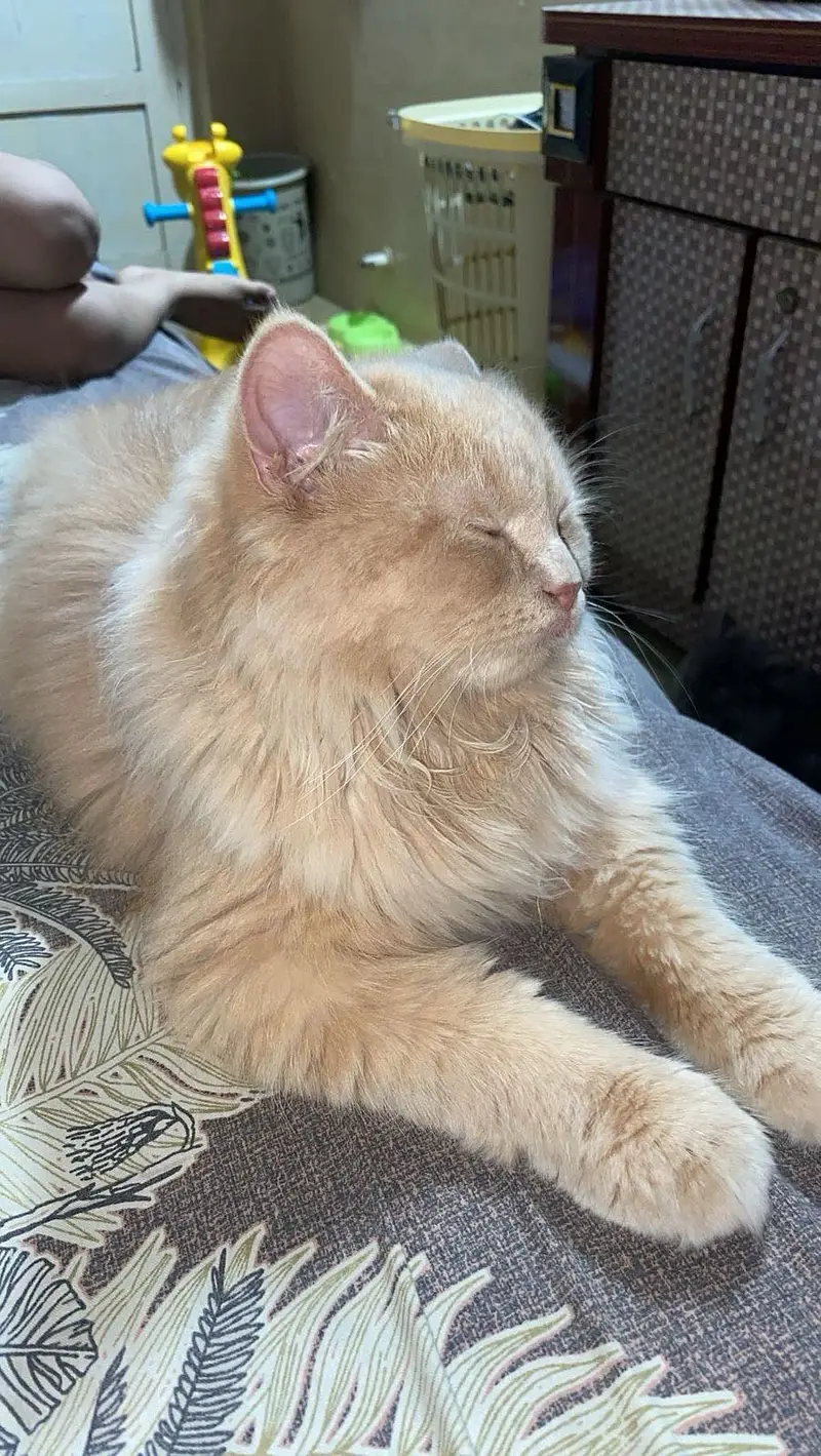 Persian kitten — photo 4