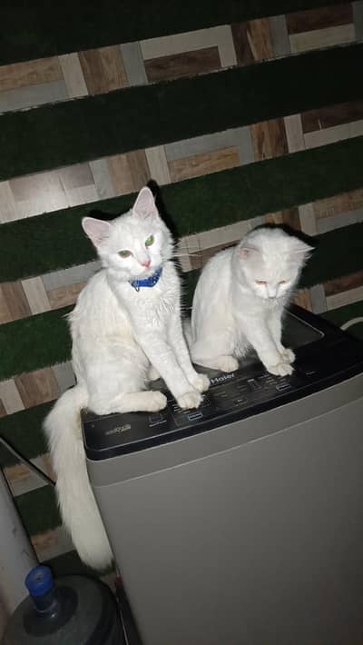 Persian cats