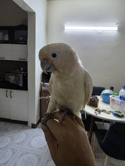 goffins cockatoo