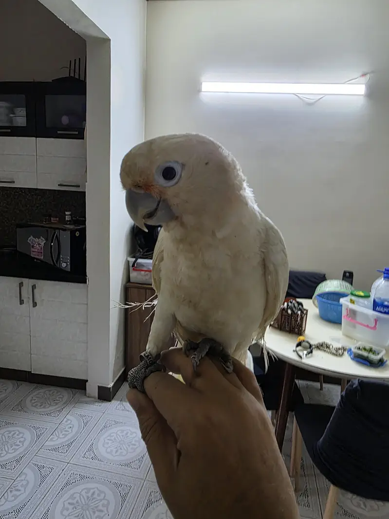 goffins cockatoo