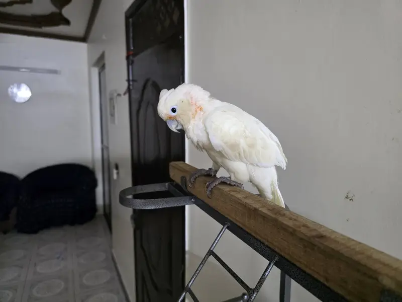 goffins cockatoo — photo 2