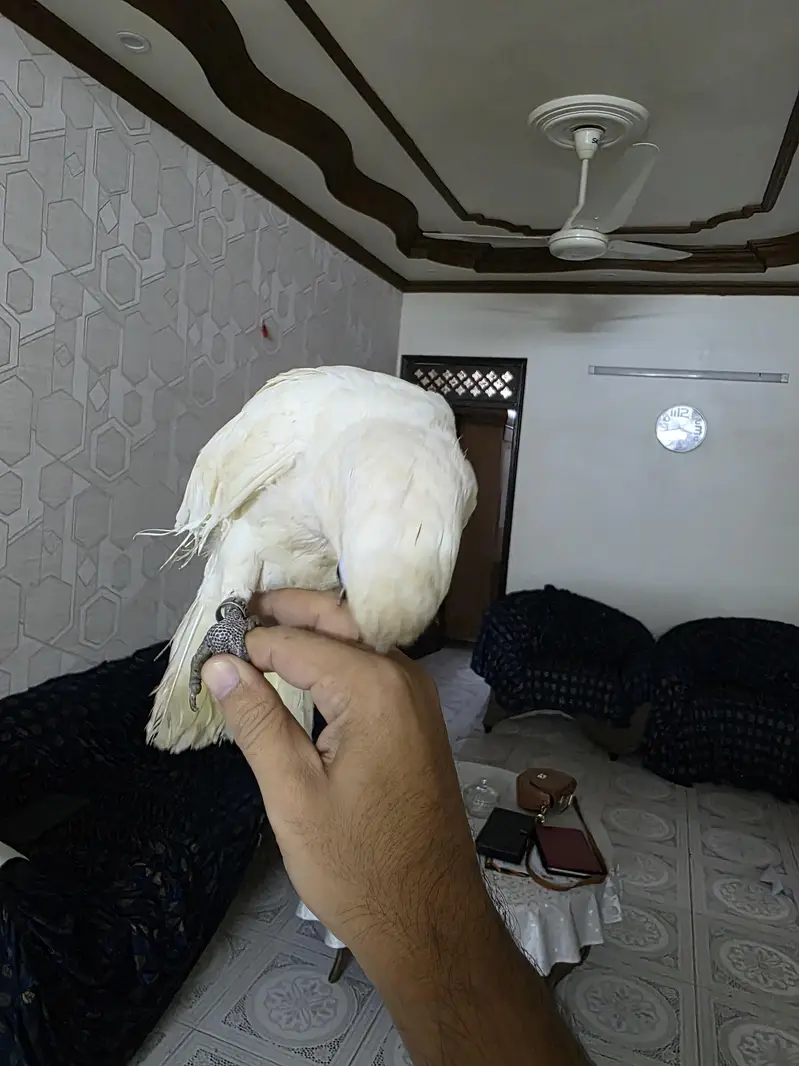 goffins cockatoo — photo 3
