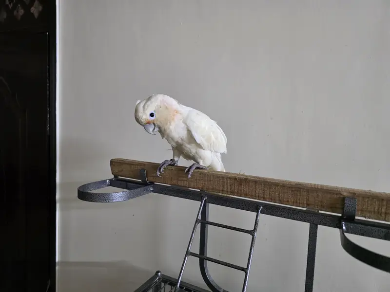 goffins cockatoo — photo 4